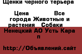 Щенки черного терьера › Цена ­ 35 000 - Все города Животные и растения » Собаки   . Ненецкий АО,Усть-Кара п.